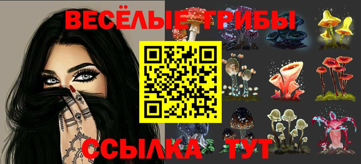 Галлюциногенные грибы Psilocybe Гурьевск